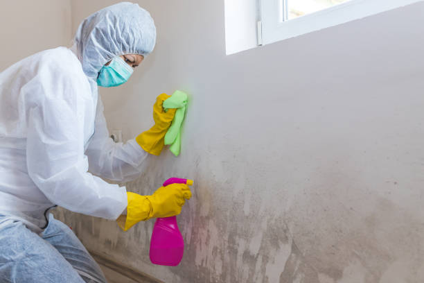 Best Emergency Mold Remediation  in Chicago Ridge, IL