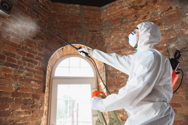 Why You Should Choose Our Mold Remediation Services in Chicago Ridge, IL